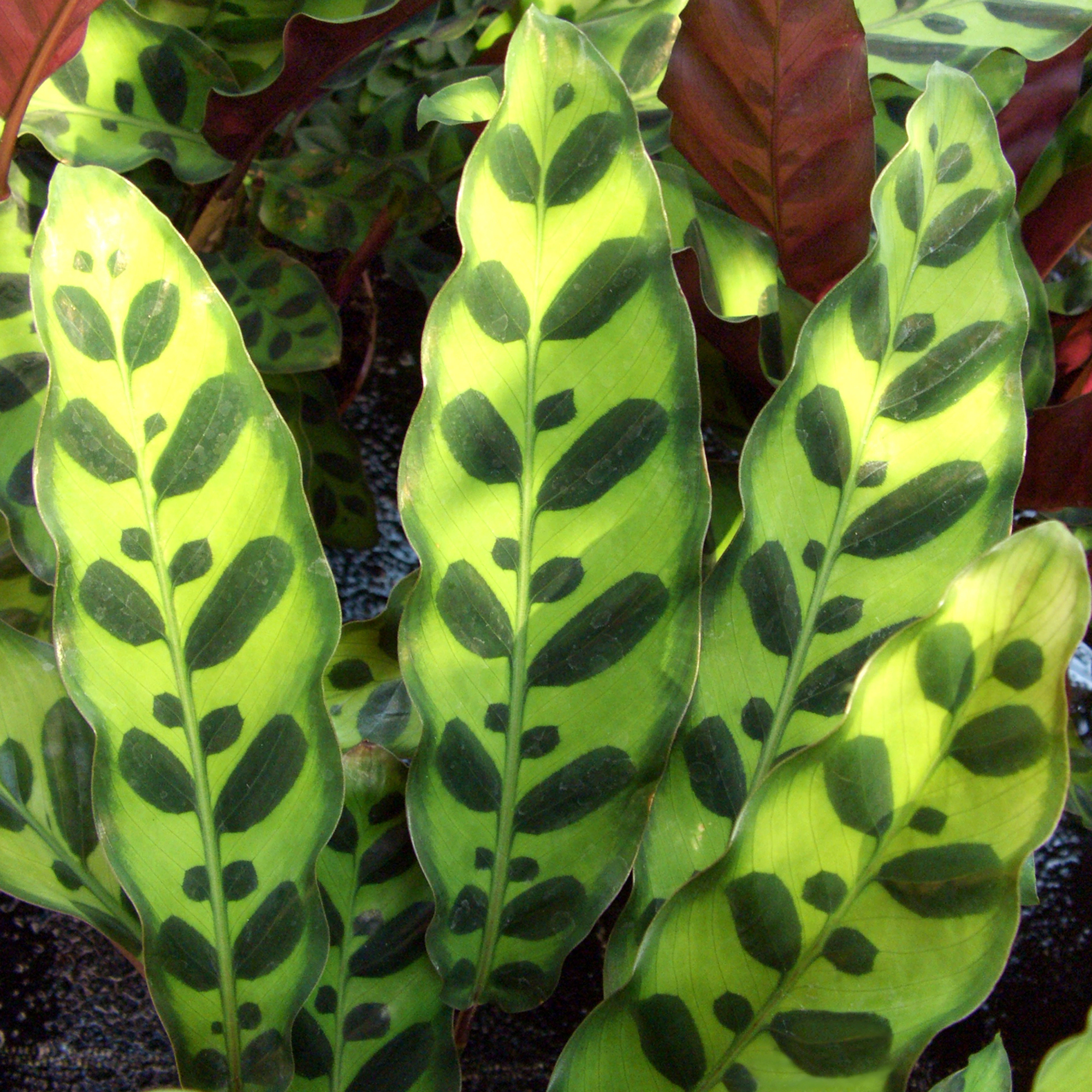 Popular Calathea Rattlesnake Plant Indoor Plant Gift for Sale 4050cm